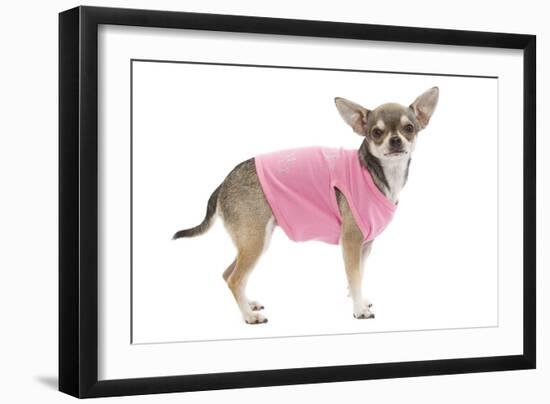Short-Haired Chihuahua Wearing Pink T-Shirt-null-Framed Photographic Print