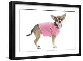 Short-Haired Chihuahua Wearing Pink T-Shirt-null-Framed Photographic Print