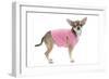 Short-Haired Chihuahua Wearing Pink T-Shirt-null-Framed Photographic Print