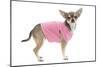 Short-Haired Chihuahua Wearing Pink T-Shirt-null-Mounted Photographic Print