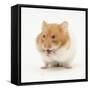 Short-Haired Syrian Hamster Stuffing its Pouches-Mark Taylor-Framed Stretched Canvas