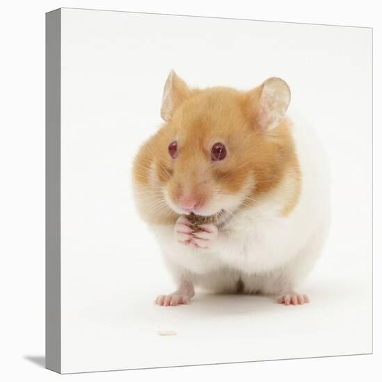 Short-Haired Syrian Hamster Stuffing its Pouches-Mark Taylor-Stretched Canvas