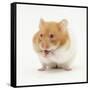 Short-Haired Syrian Hamster Stuffing its Pouches-Mark Taylor-Framed Stretched Canvas