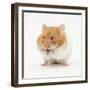 Short-Haired Syrian Hamster Stuffing its Pouches-Mark Taylor-Framed Premium Photographic Print