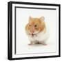 Short-Haired Syrian Hamster Stuffing its Pouches-Mark Taylor-Framed Premium Photographic Print