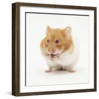 Short-Haired Syrian Hamster Stuffing its Pouches-Mark Taylor-Framed Photographic Print