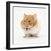 Short-Haired Syrian Hamster Stuffing its Pouches-Mark Taylor-Framed Photographic Print