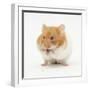 Short-Haired Syrian Hamster Stuffing its Pouches-Mark Taylor-Framed Photographic Print