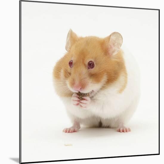 Short-Haired Syrian Hamster Stuffing its Pouches-Mark Taylor-Mounted Photographic Print