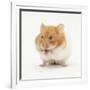 Short-Haired Syrian Hamster Stuffing its Pouches-Mark Taylor-Framed Photographic Print