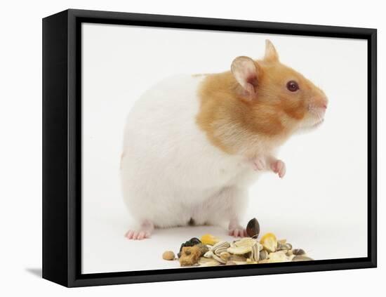 Short-Haired Syrian Hamster with Food Seeds-Mark Taylor-Framed Stretched Canvas