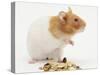 Short-Haired Syrian Hamster with Food Seeds-Mark Taylor-Stretched Canvas