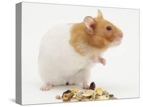 Short-Haired Syrian Hamster with Food Seeds-Mark Taylor-Stretched Canvas