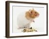 Short-Haired Syrian Hamster with Food Seeds-Mark Taylor-Framed Photographic Print