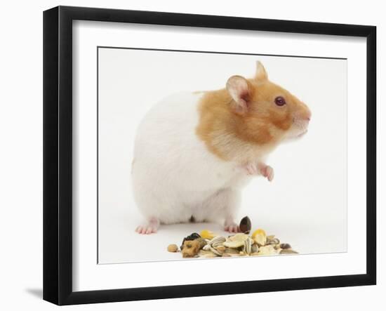 Short-Haired Syrian Hamster with Food Seeds-Mark Taylor-Framed Photographic Print