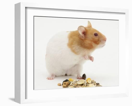 Short-Haired Syrian Hamster with Food Seeds-Mark Taylor-Framed Photographic Print