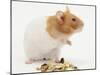 Short-Haired Syrian Hamster with Food Seeds-Mark Taylor-Mounted Photographic Print