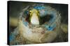 Short-Head Sabretooth Blenny Peering from a Plastic Bottle, Gorontalo, Indonesia-null-Stretched Canvas