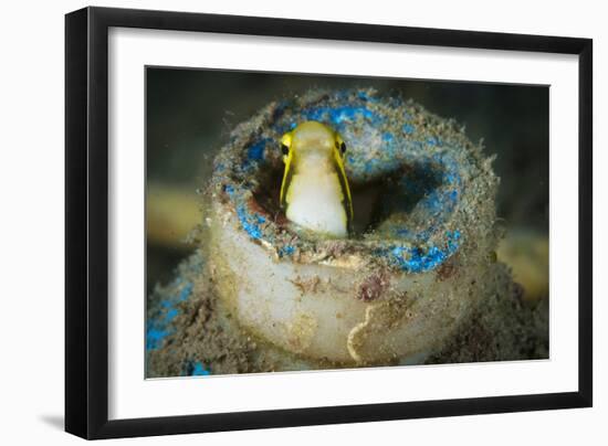 Short-Head Sabretooth Blenny Peering from a Plastic Bottle, Gorontalo, Indonesia-null-Framed Photographic Print