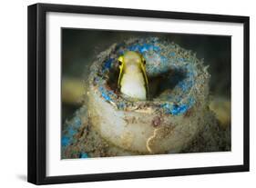 Short-Head Sabretooth Blenny Peering from a Plastic Bottle, Gorontalo, Indonesia-null-Framed Photographic Print