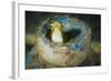 Short-Head Sabretooth Blenny Peering from a Plastic Bottle, Gorontalo, Indonesia-null-Framed Photographic Print