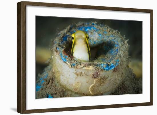 Short-Head Sabretooth Blenny Peering from a Plastic Bottle, Gorontalo, Indonesia-null-Framed Photographic Print