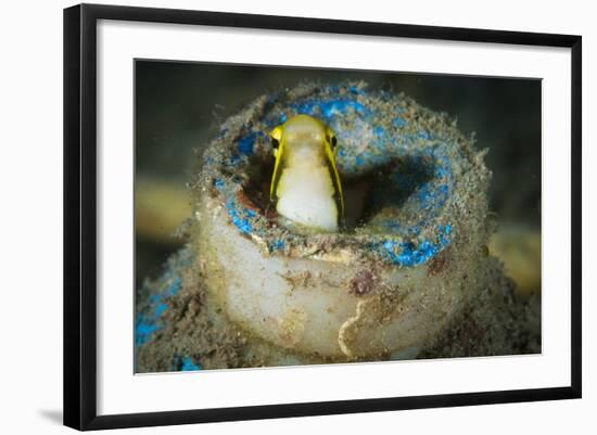 Short-Head Sabretooth Blenny Peering from a Plastic Bottle, Gorontalo, Indonesia-null-Framed Photographic Print