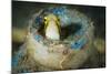 Short-Head Sabretooth Blenny Peering from a Plastic Bottle, Gorontalo, Indonesia-null-Mounted Photographic Print