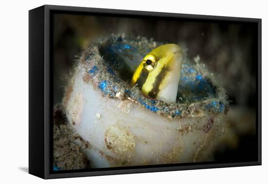 Short-Head Sabretooth Blenny Peering from a Plastic Bottle, Gorontalo, Indonesia-null-Framed Stretched Canvas