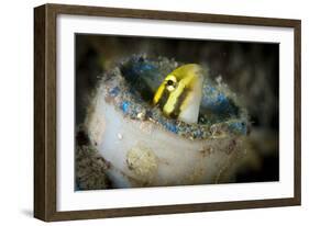 Short-Head Sabretooth Blenny Peering from a Plastic Bottle, Gorontalo, Indonesia-null-Framed Photographic Print