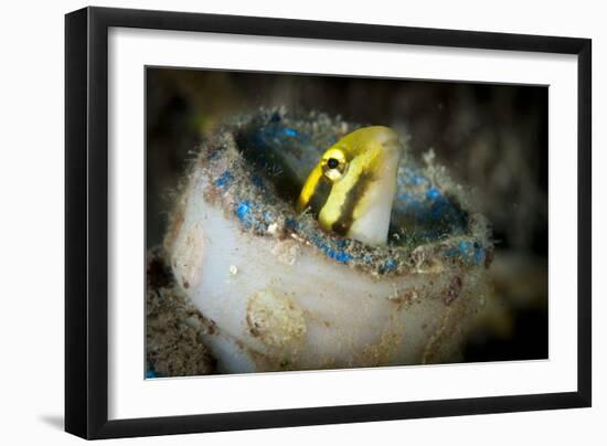 Short-Head Sabretooth Blenny Peering from a Plastic Bottle, Gorontalo, Indonesia-null-Framed Photographic Print