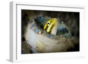 Short-Head Sabretooth Blenny Peering from a Plastic Bottle, Gorontalo, Indonesia-null-Framed Photographic Print