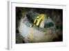 Short-Head Sabretooth Blenny Peering from a Plastic Bottle, Gorontalo, Indonesia-null-Framed Photographic Print