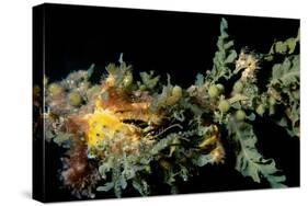 Short-Head Seahorse with a Decorator or Spider-null-Stretched Canvas