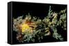 Short-Head Seahorse with a Decorator or Spider-null-Framed Stretched Canvas