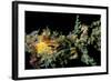 Short-Head Seahorse with a Decorator or Spider-null-Framed Photographic Print