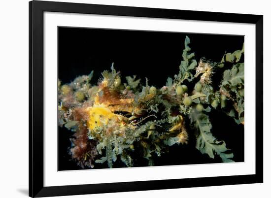 Short-Head Seahorse with a Decorator or Spider-null-Framed Photographic Print