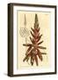 Short Leaved Aloe, Aloe Brevifolia Var-Sydenham Teast Edwards-Framed Giclee Print