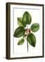 Short leaved Fig Tree-Thomas Nuttall-Framed Art Print