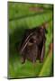 Short-nosed fruit-bat roosting, Ko Chang Island, Thailand-Robert Valentic-Mounted Photographic Print