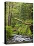 Short Sand Creek, Oswald West State Park, Oregon, USA-Jamie & Judy Wild-Stretched Canvas