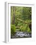 Short Sand Creek, Oswald West State Park, Oregon, USA-Jamie & Judy Wild-Framed Photographic Print
