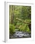 Short Sand Creek, Oswald West State Park, Oregon, USA-Jamie & Judy Wild-Framed Photographic Print