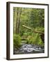 Short Sand Creek, Oswald West State Park, Oregon, USA-Jamie & Judy Wild-Framed Photographic Print