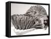 Short Sighted Hedgehog-null-Framed Stretched Canvas