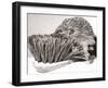 Short Sighted Hedgehog-null-Framed Premium Photographic Print