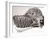 Short Sighted Hedgehog-null-Framed Premium Photographic Print