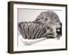 Short Sighted Hedgehog-null-Framed Photographic Print