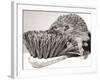 Short Sighted Hedgehog-null-Framed Photographic Print
