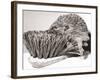 Short Sighted Hedgehog-null-Framed Photographic Print